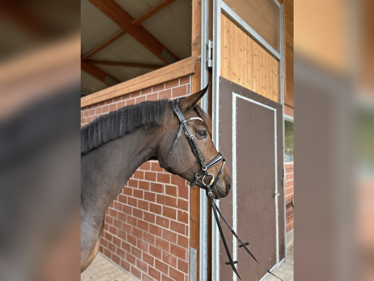 Hannoveraan Merrie 4 Jaar 168 cm Bruin in Mossautal