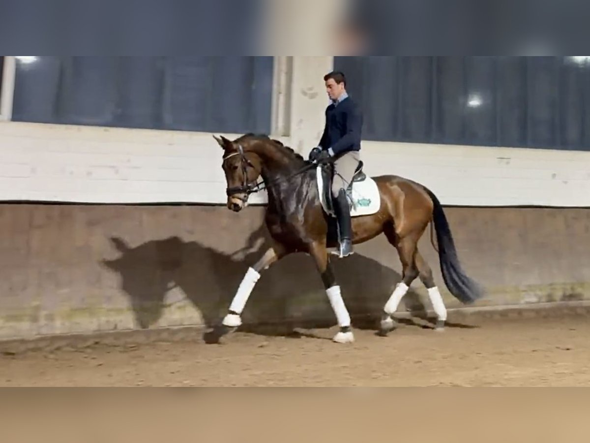 Hannoveraan Merrie 4 Jaar 168 cm Bruin in Rosdorf