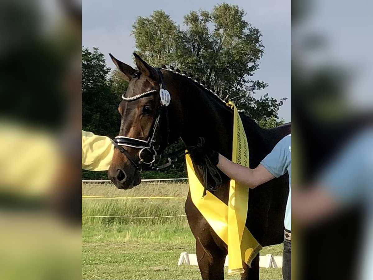 Hannoveraan Merrie 4 Jaar 168 cm Bruin in Nienhagen