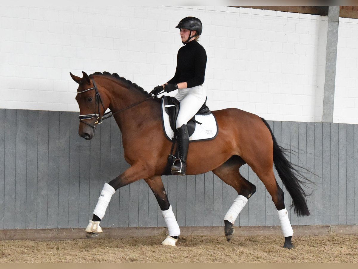 Hannoveraan Merrie 4 Jaar 168 cm Bruin in Tiddische