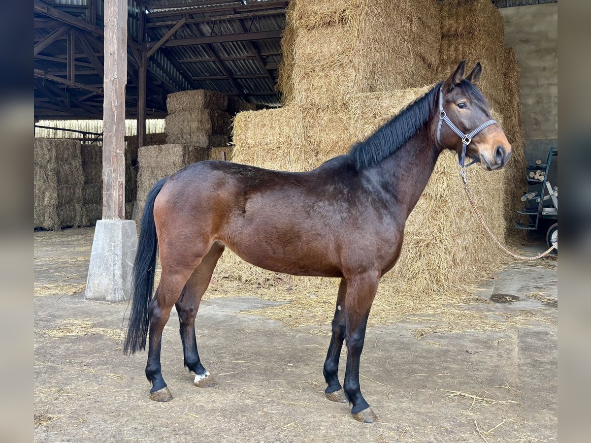 Hannoveraan Merrie 4 Jaar 168 cm Bruin in Zülpich