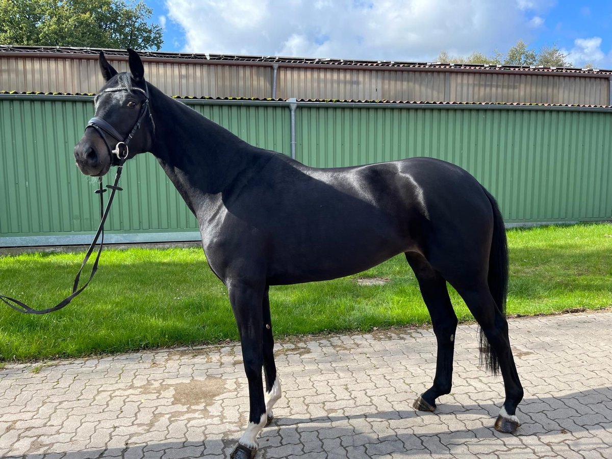 Hannoveraan Merrie 4 Jaar 168 cm Donkerbruin in Suhlendorf