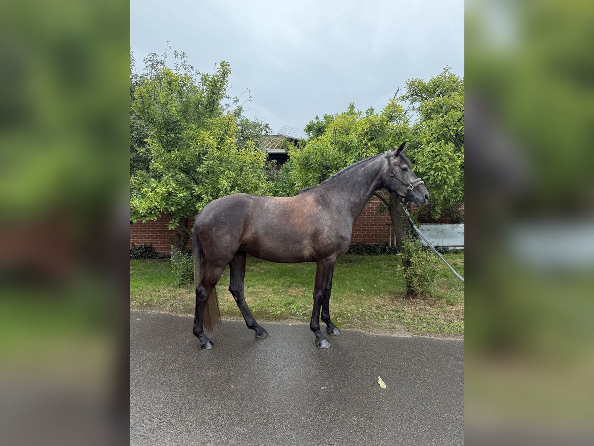 Hannoveraan Merrie 4 Jaar 168 cm kan schimmel zijn in Lohne (Oldenburg)