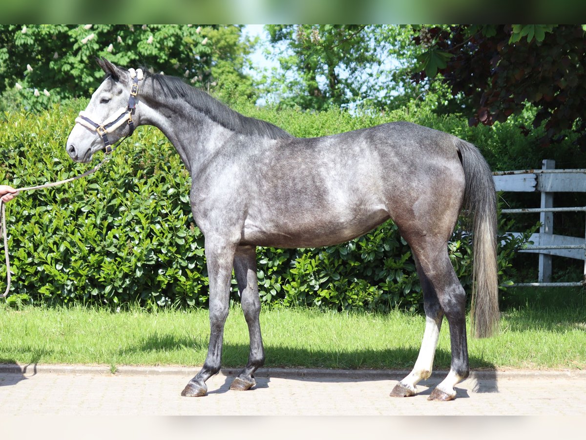 Hannoveraan Merrie 4 Jaar 168 cm Schimmel in Selsingen