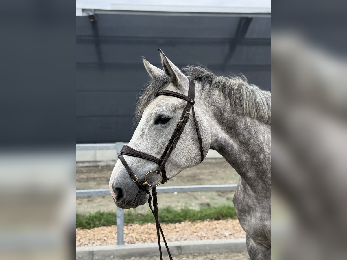 Hannoveraan Merrie 4 Jaar 168 cm Schimmel in Kamenz