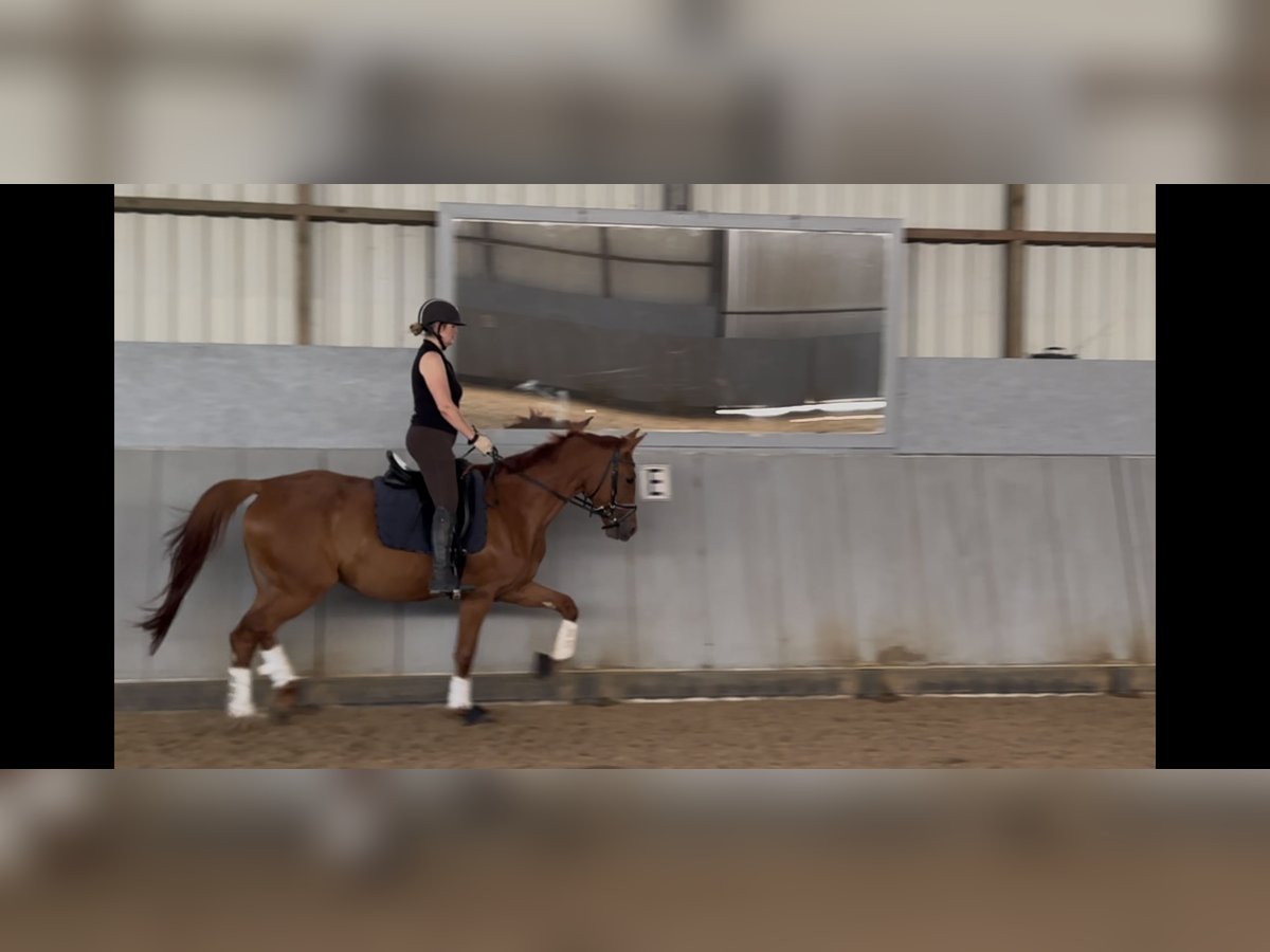 Hannoveraan Merrie 4 Jaar 168 cm Vos in Dormagen