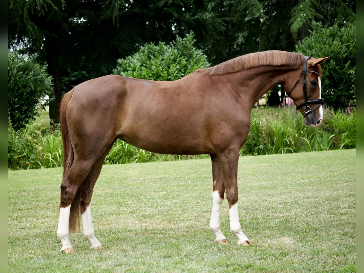 Hannoveraan Merrie 4 Jaar 168 cm Vos in Duisburg