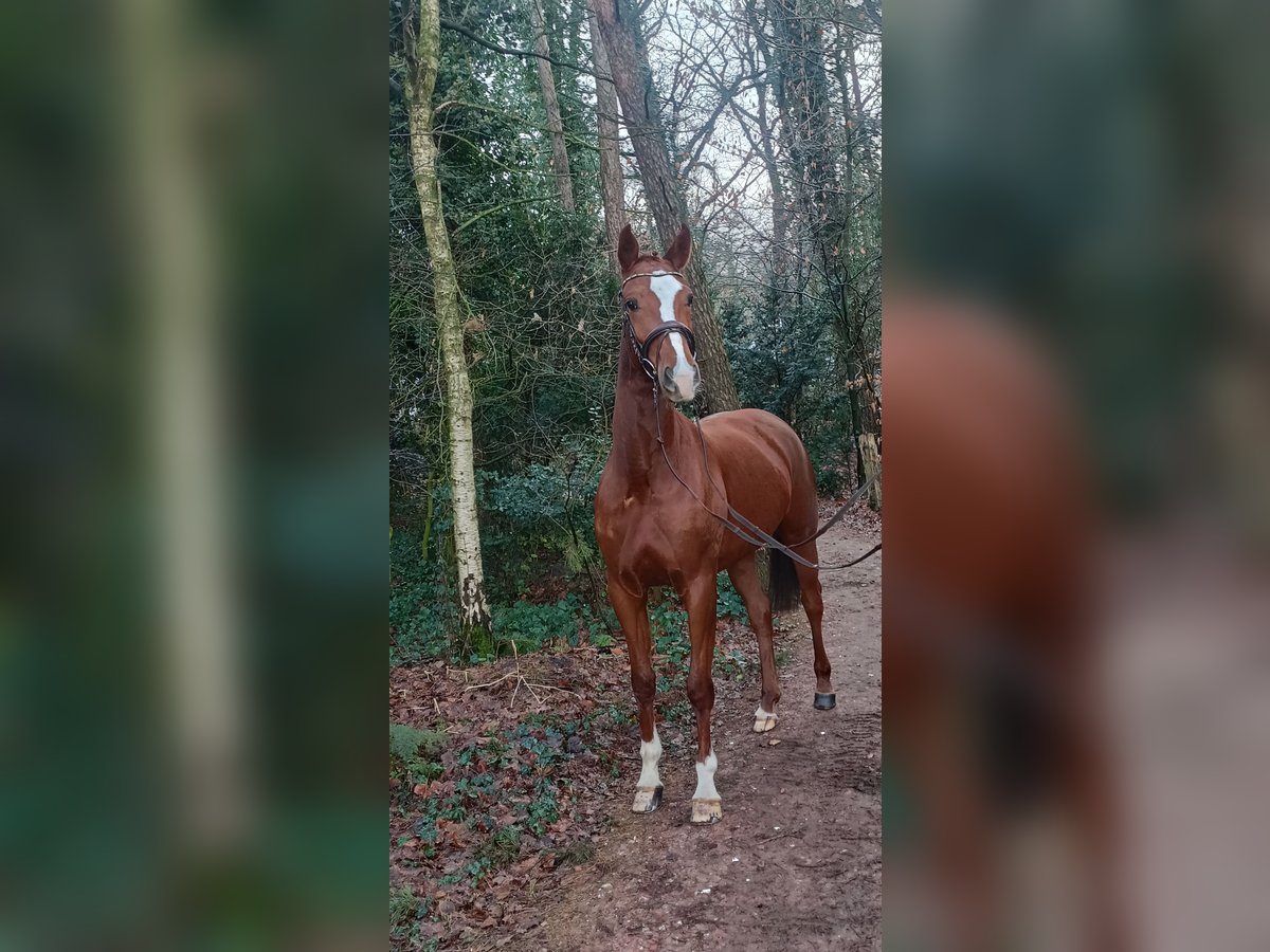 Hannoveraan Merrie 4 Jaar 168 cm Vos in Barenburg