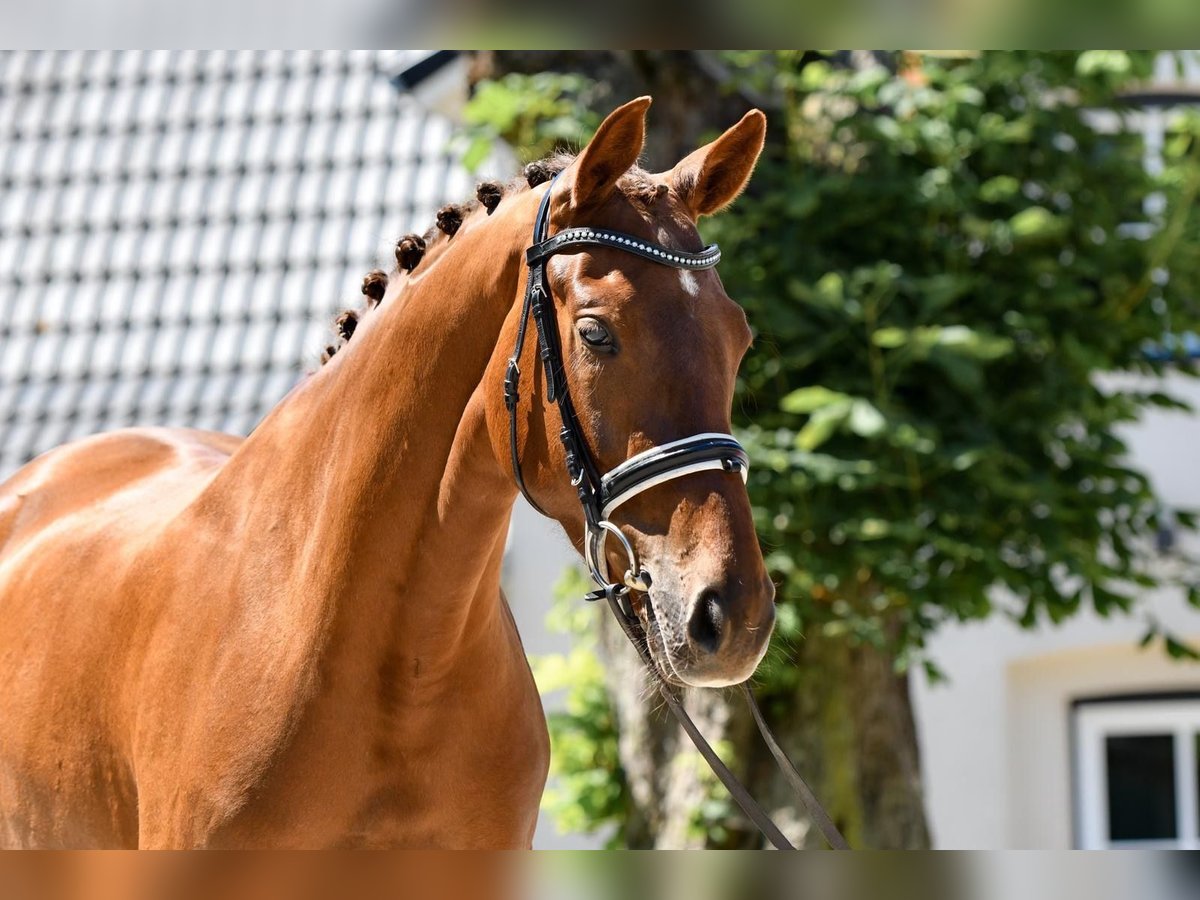 Hannoveraan Merrie 4 Jaar 168 cm Vos in Freienwill