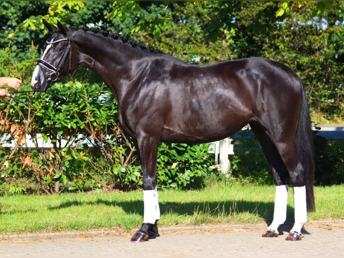 Hannoveraan Merrie 4 Jaar 168 cm Zwart in Selsingen