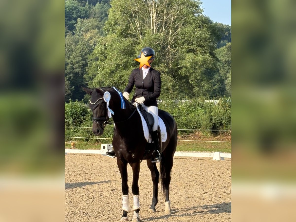 Hannoveraan Merrie 4 Jaar 168 cm Zwartbruin in Gro&#xDF;ostheim