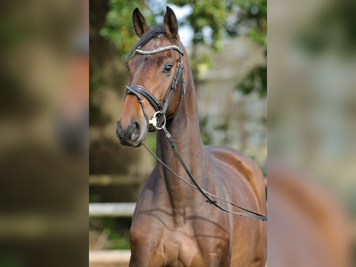 Hannoveraan Merrie 4 Jaar 169 cm Bruin in Rickling