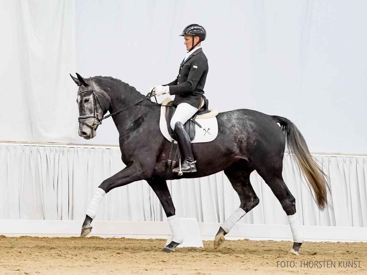 Hannoveraan Merrie 4 Jaar 169 cm Schimmel in Verden