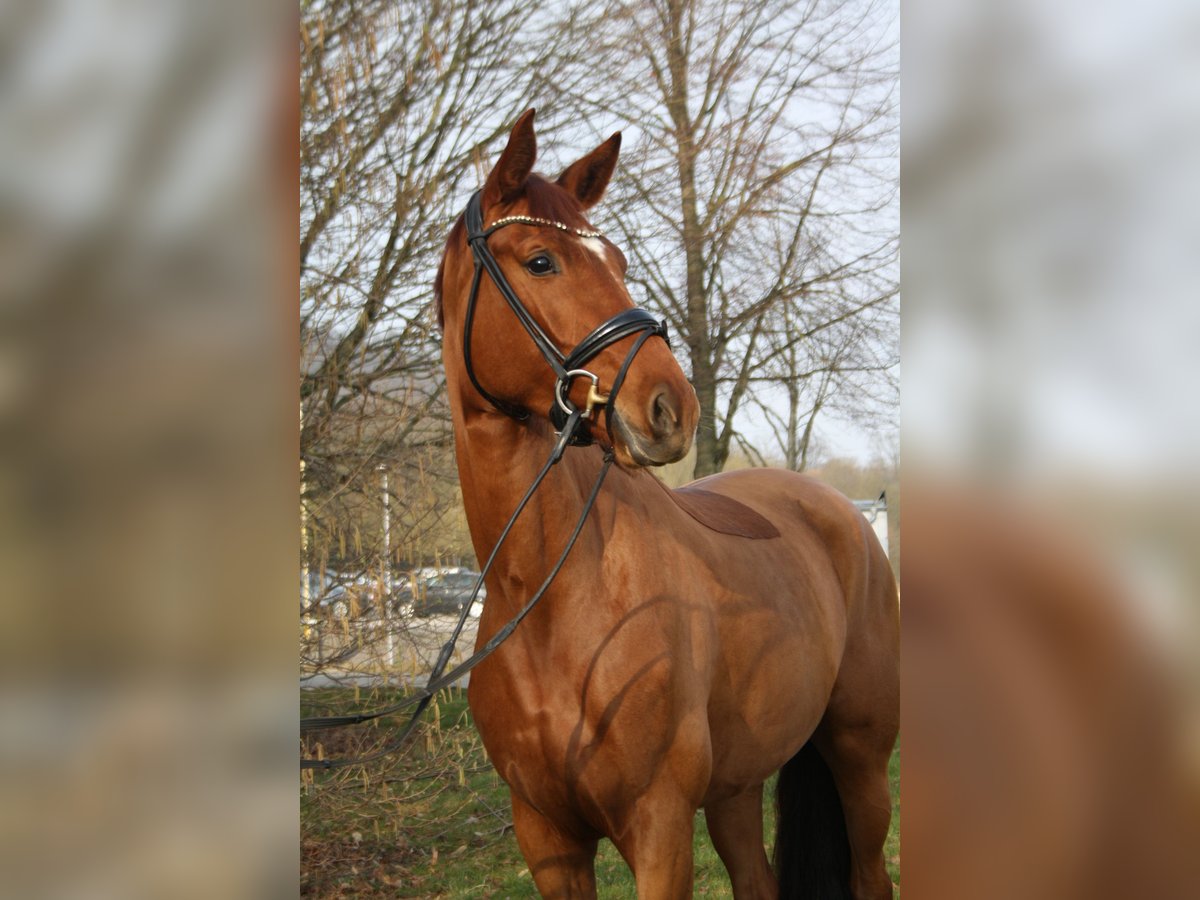 Hannoveraan Merrie 4 Jaar 169 cm Vos in Springe