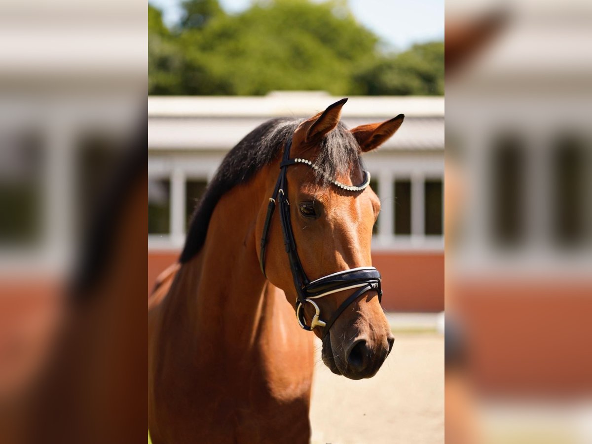 Hannoveraan Merrie 4 Jaar 170 cm Bruin in Dorsten