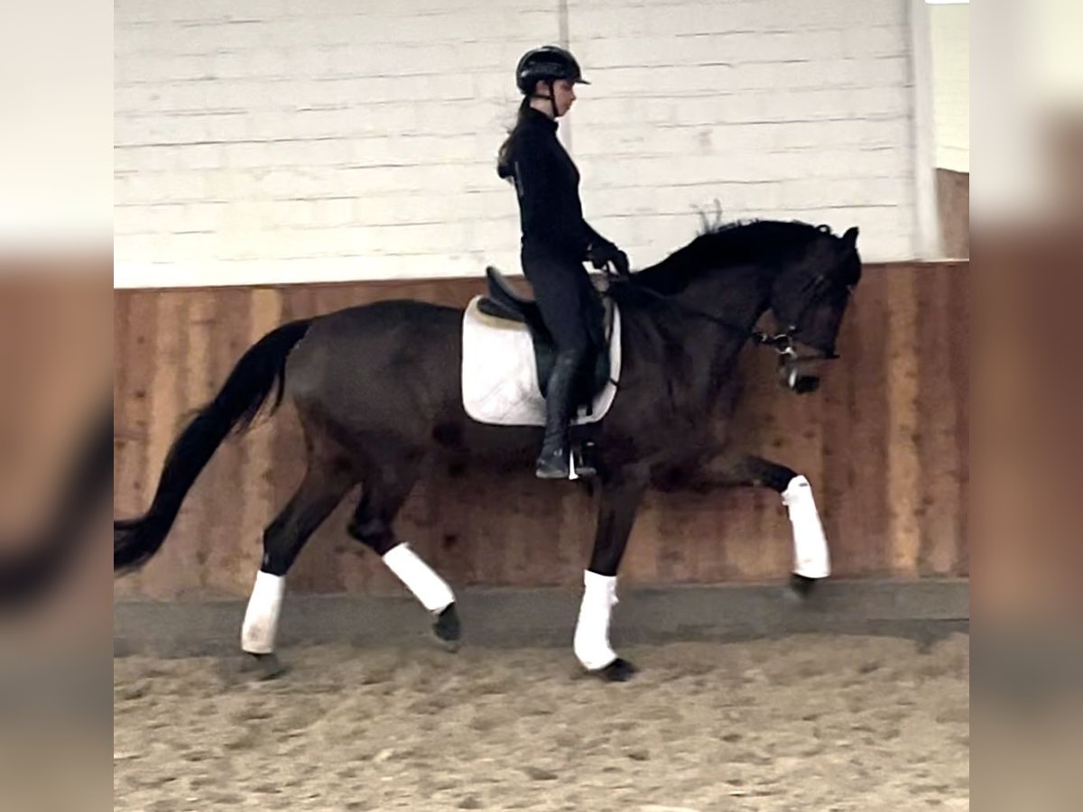 Hannoveraan Merrie 4 Jaar 170 cm Bruin in Krefeld