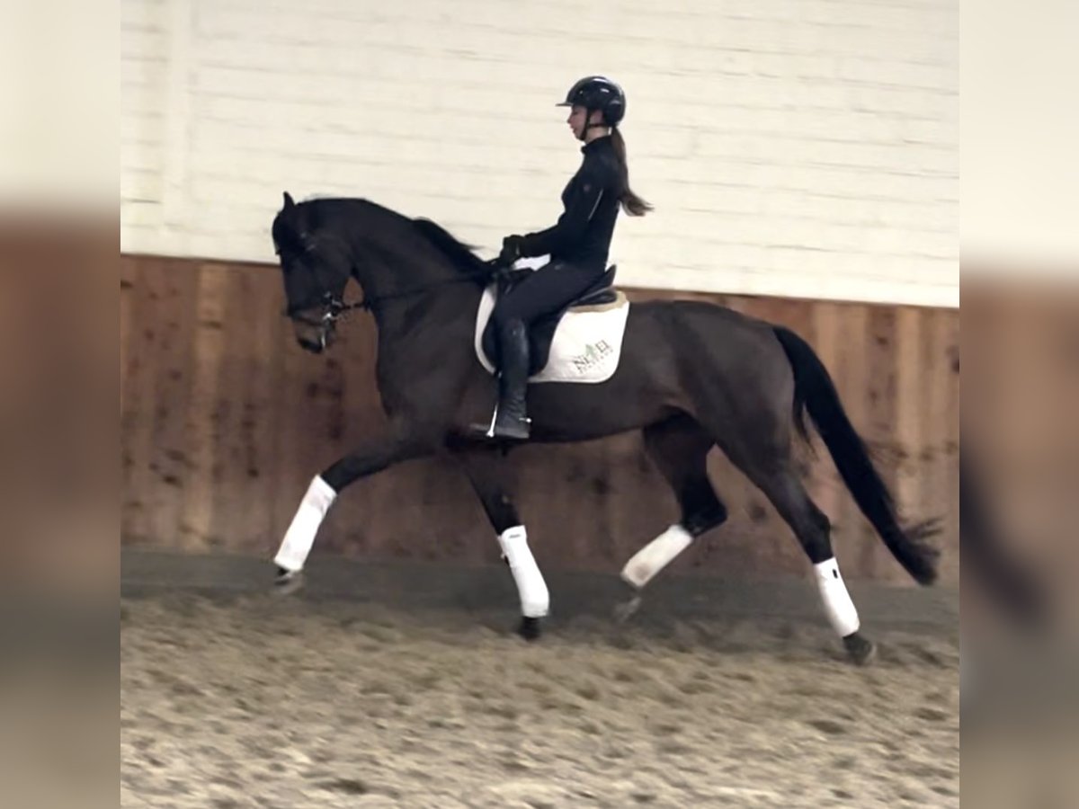 Hannoveraan Merrie 4 Jaar 170 cm Donkerbruin in Krefeld