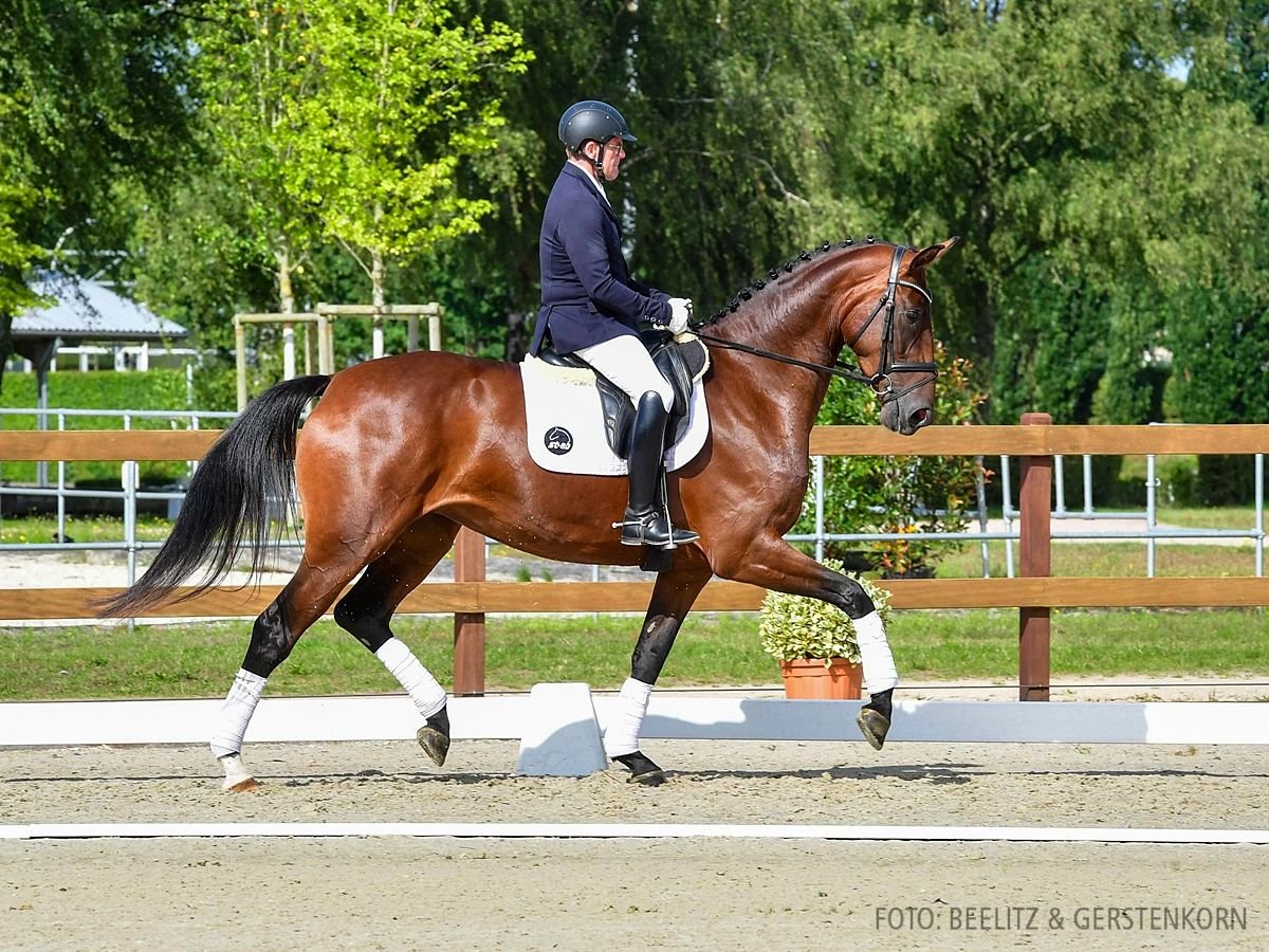 Hannoveraan Merrie 4 Jaar 170 cm Donkerbruin in Verden