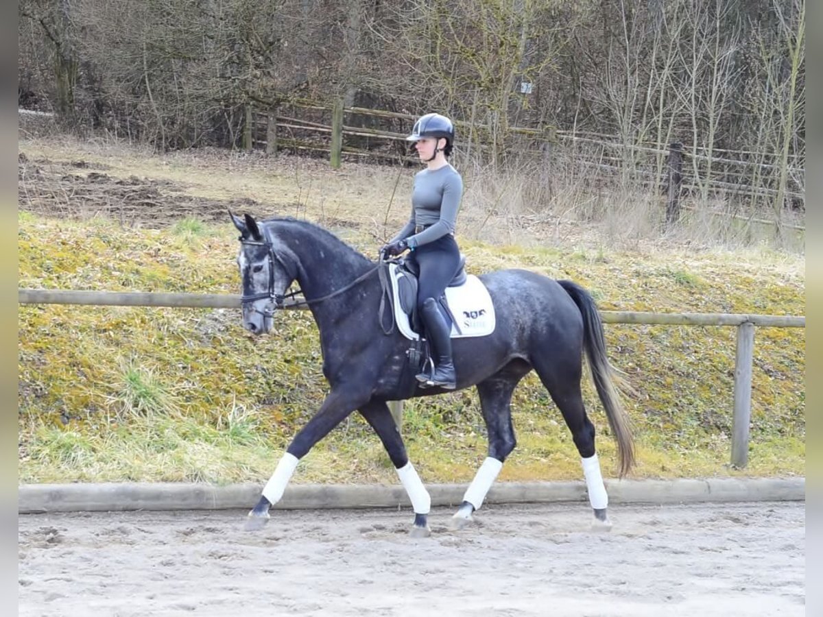 Hannoveraan Merrie 4 Jaar 170 cm Schimmel in Wellheim