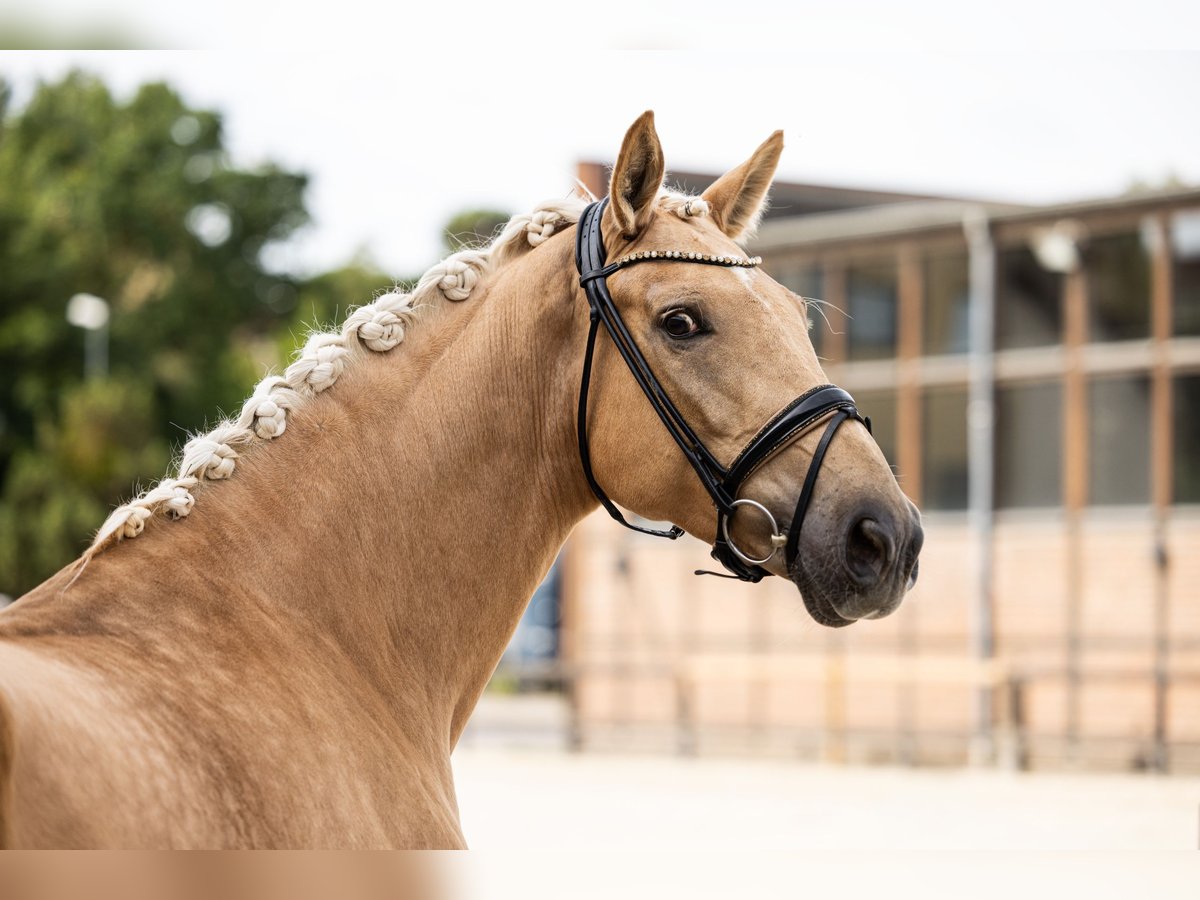 Hannoveraan Merrie 4 Jaar 172 cm Palomino in Heidesheim am Rhein