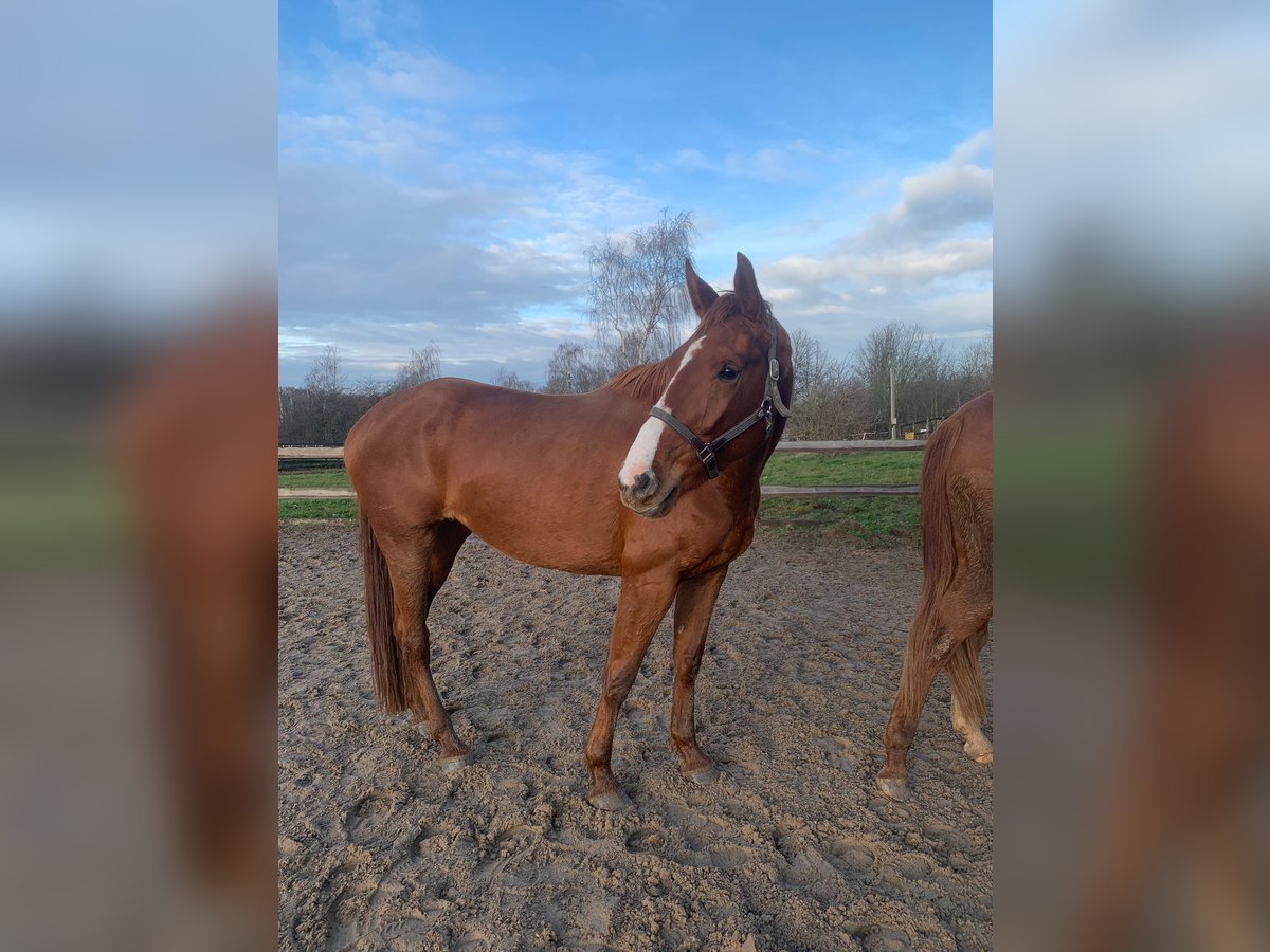 Hannoveraan Merrie 4 Jaar 172 cm Vos in Leipzig