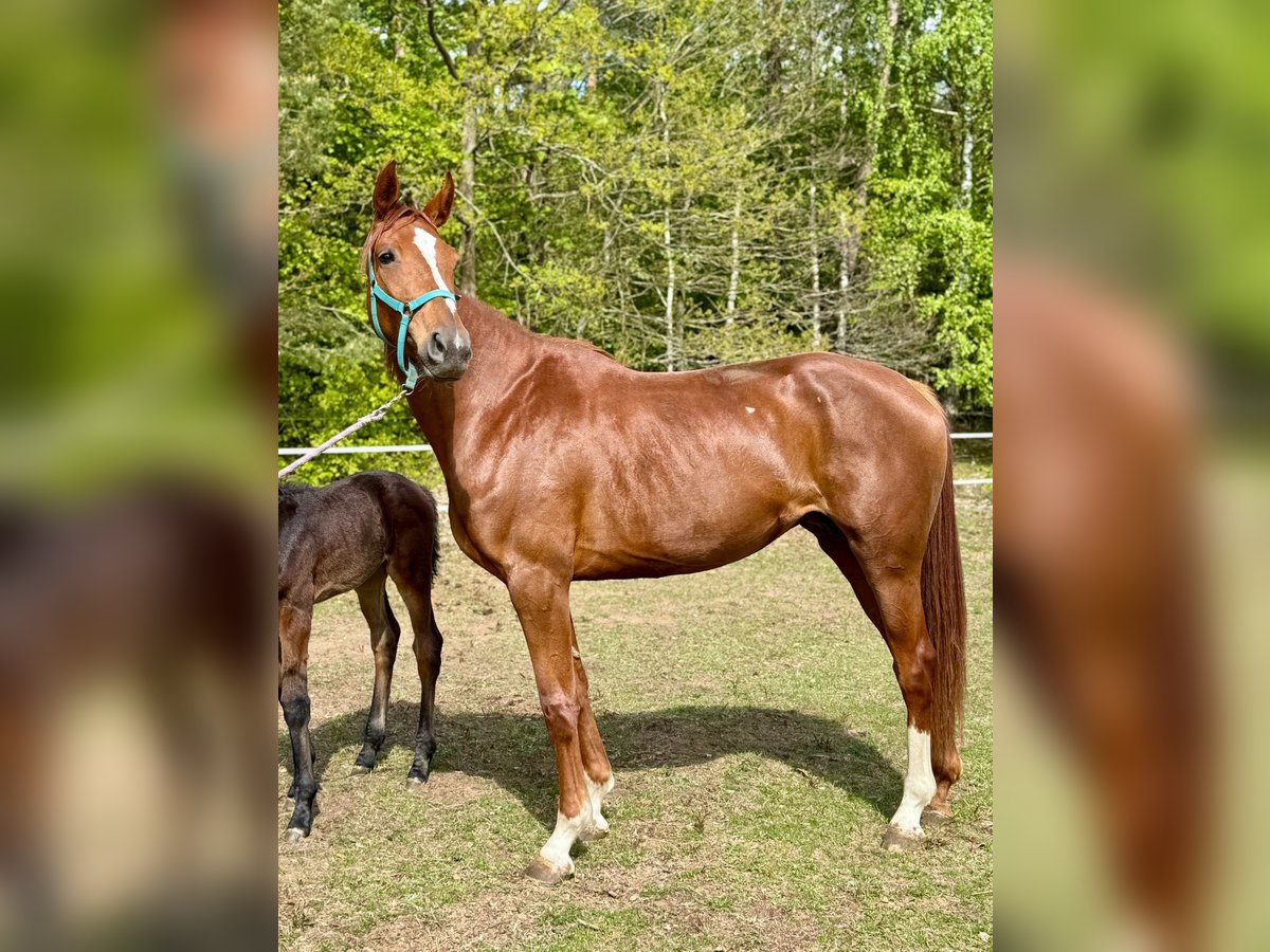 Hannoveraan Merrie 4 Jaar 172 cm Vos in Burdąg