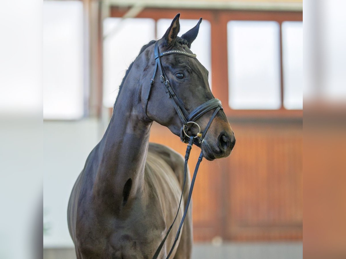 Hannoveraan Merrie 4 Jaar 172 cm Zwartbruin in M&#xFC;nster-Handorf