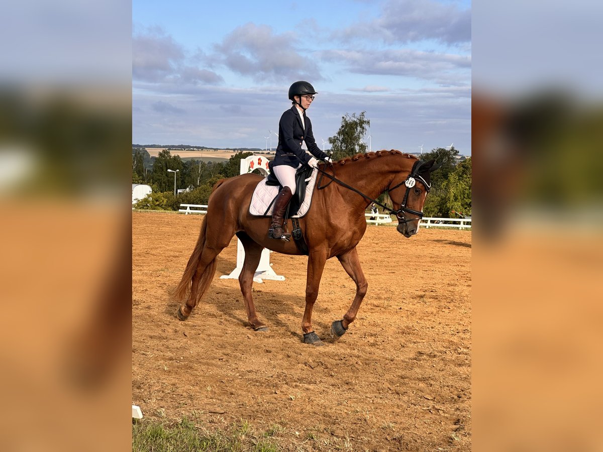 Hannoveraan Merrie 4 Jaar 173 cm Vos in Leipzig