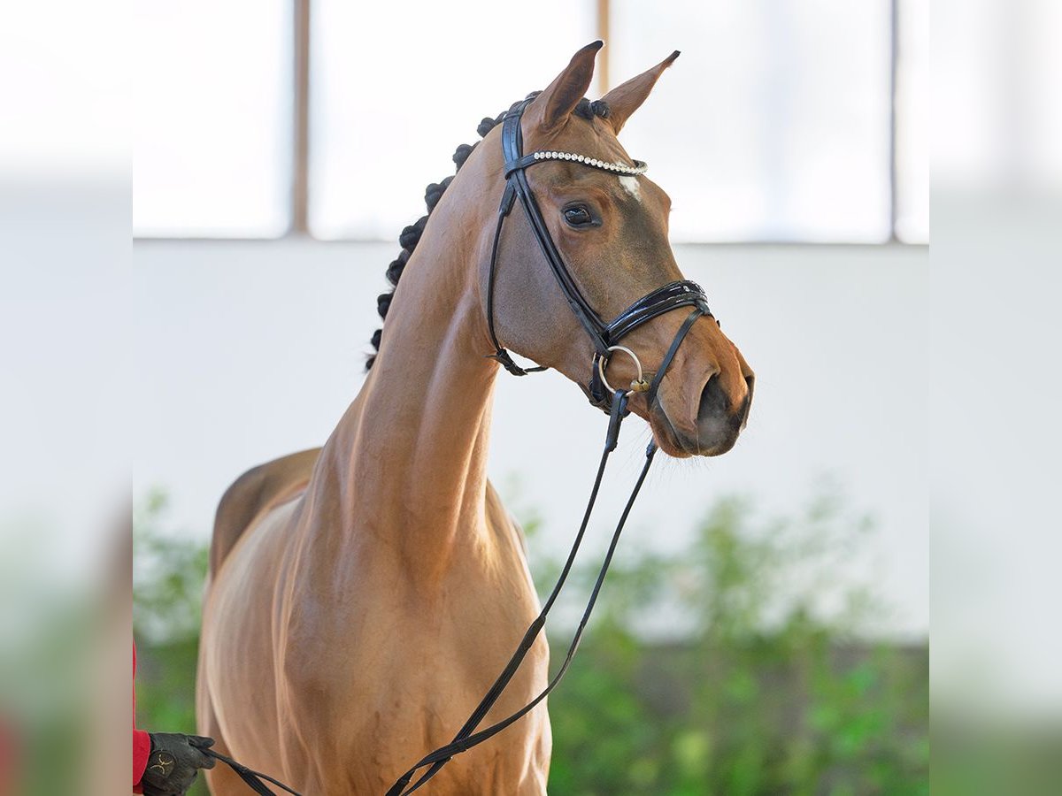 Hannoveraan Merrie 4 Jaar 174 cm Bruin in M&#xFC;nster-Handorf