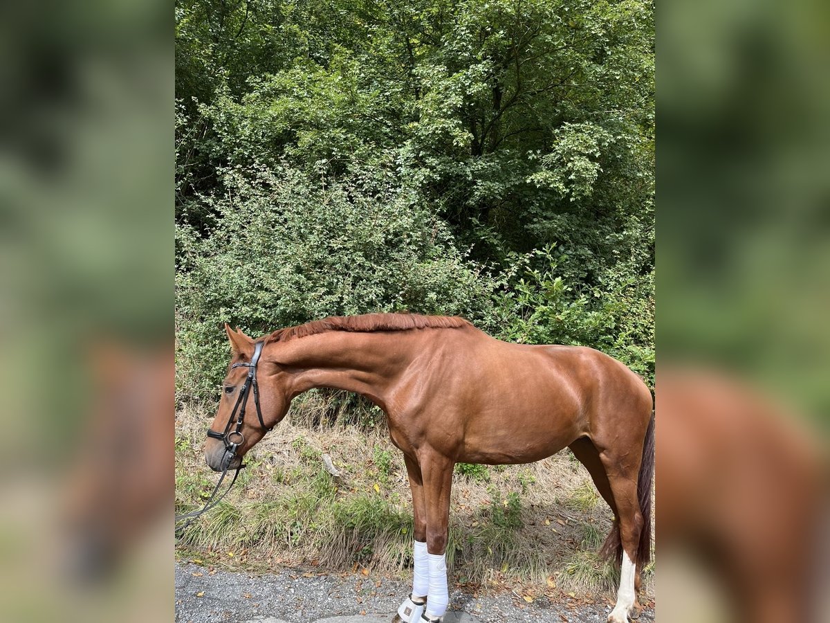 Hannoveraan Merrie 4 Jaar 174 cm Donkere-vos in Herborn