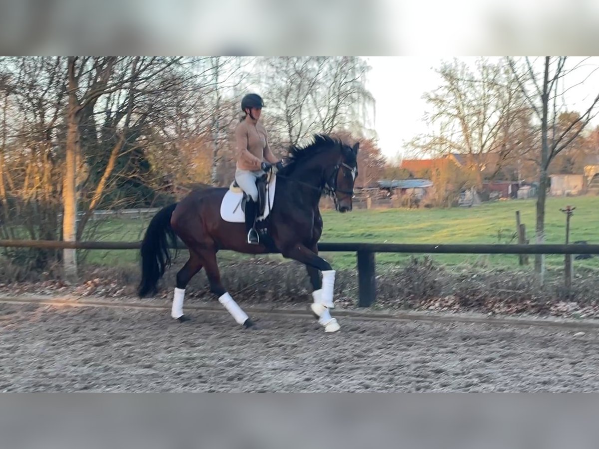 Hannoveraan Merrie 4 Jaar 176 cm Donkerbruin in Gro&#xDF;moor