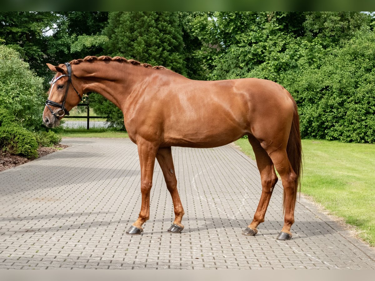 Hannoveraan Merrie 4 Jaar 178 cm Vos in Lippetal