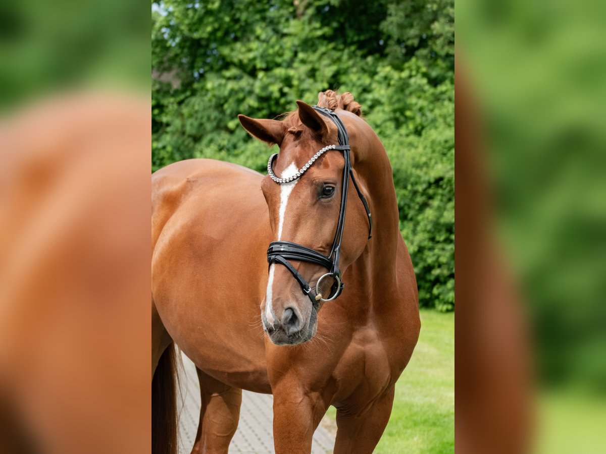 Hannoveraan Merrie 4 Jaar 178 cm Vos in Lippetal