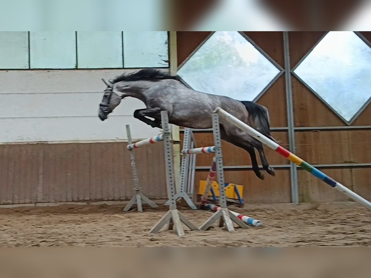 Hannoveraan Merrie 4 Jaar Appelschimmel in Braunschweig