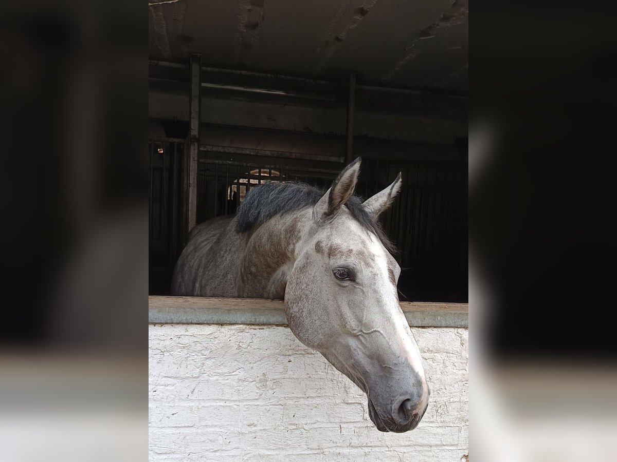 Hannoveraan Merrie 4 Jaar Appelschimmel in Braunschweig