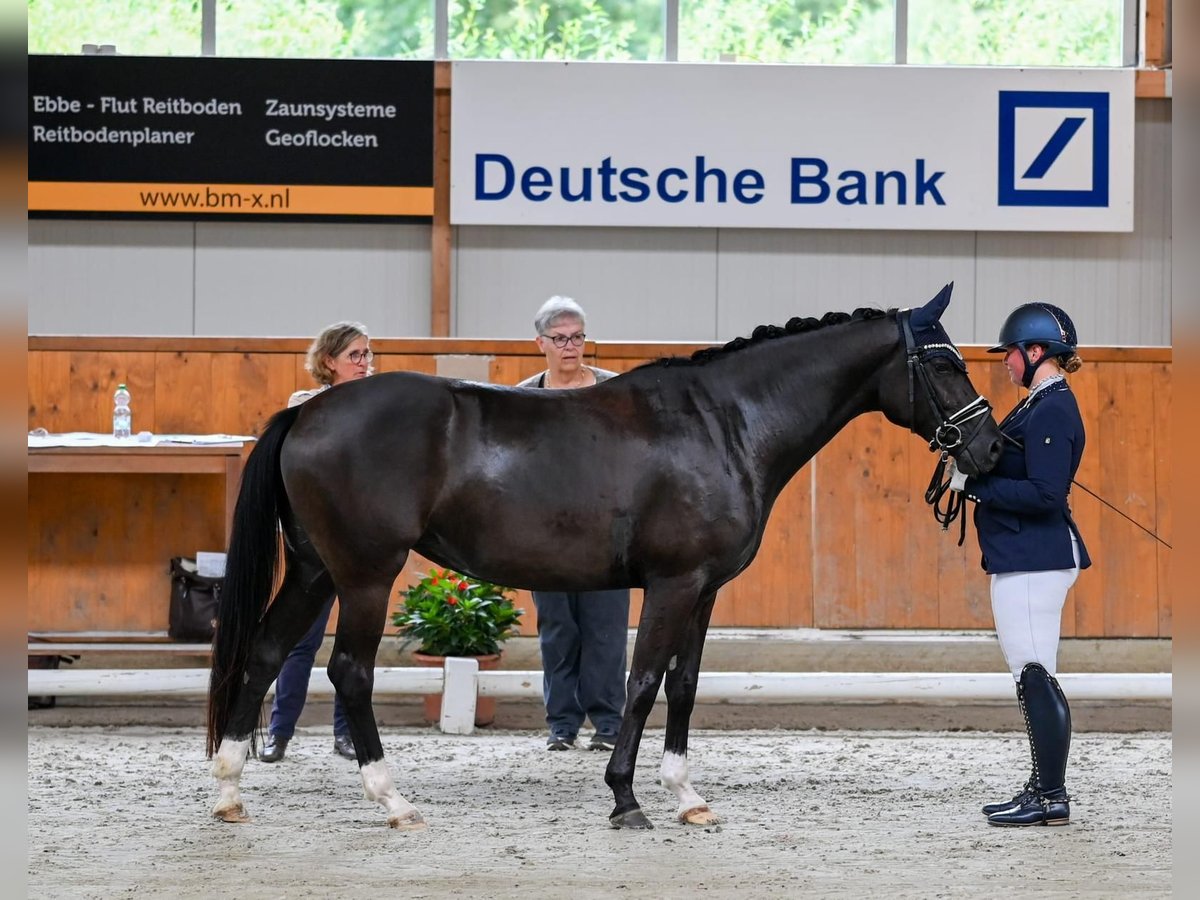 Hannoveraan Merrie 5 Jaar 155 cm Zwart in Moers