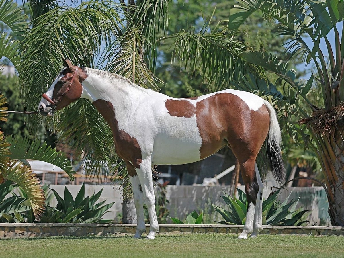 Hannoveraan Merrie 5 Jaar 163 cm Gevlekt-paard in Cadiz