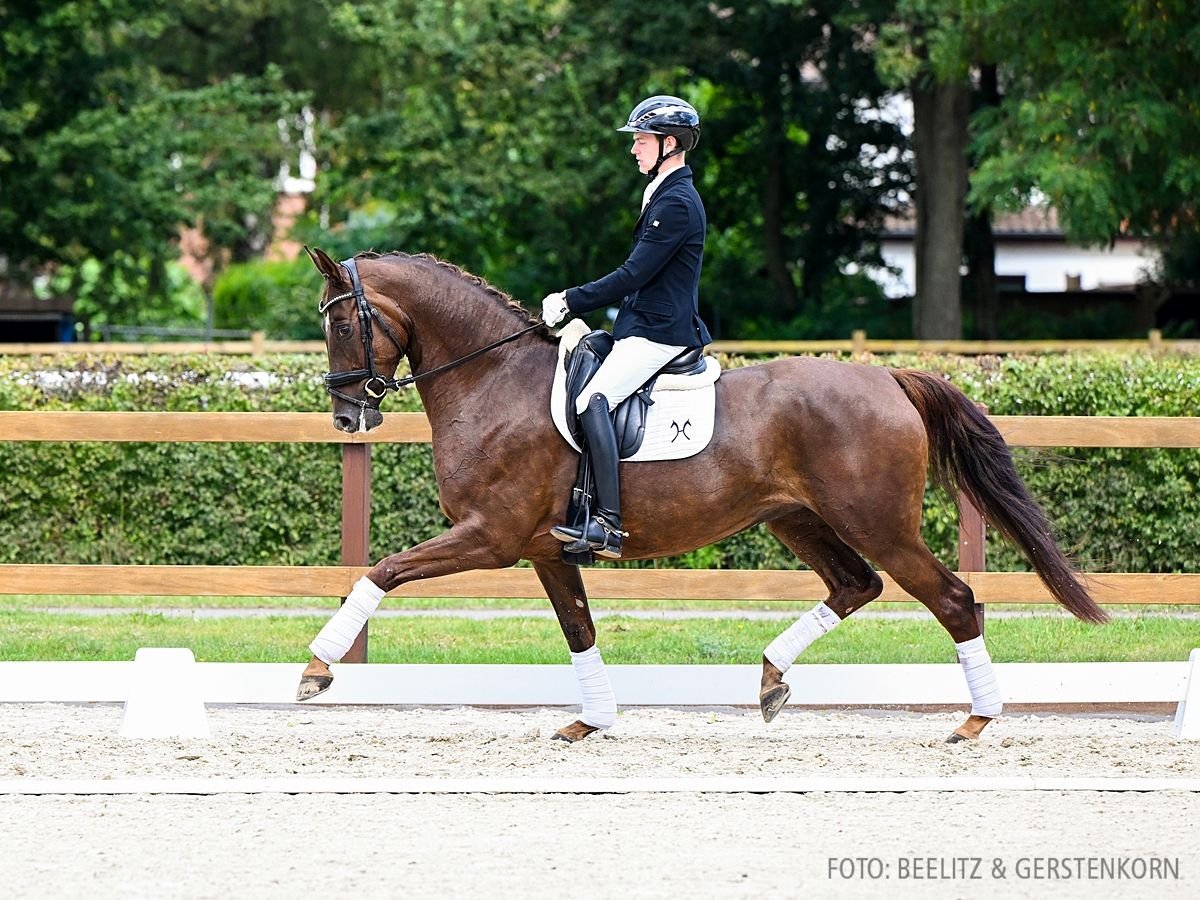 Hannoveraan Merrie 5 Jaar 163 cm Vos in Verden