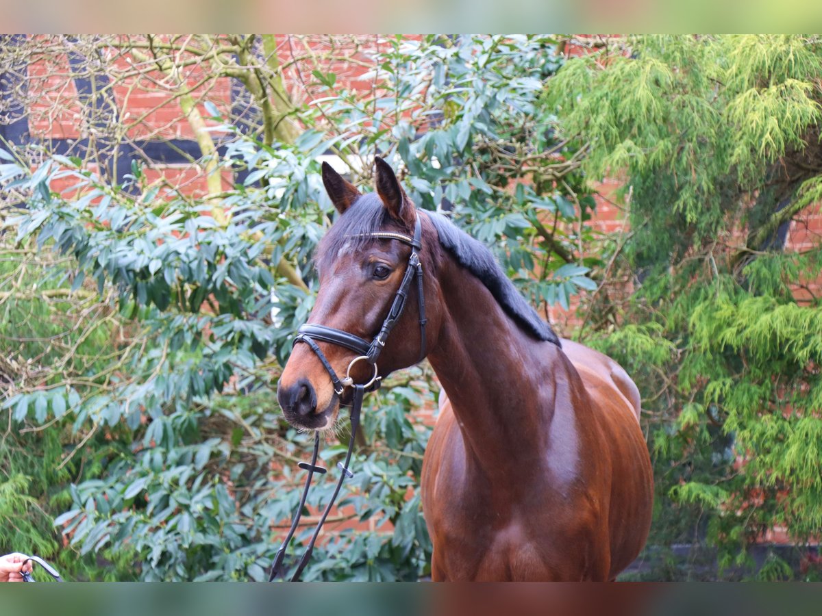 Hannoveraan Merrie 5 Jaar 164 cm Donkerbruin in Langlingen