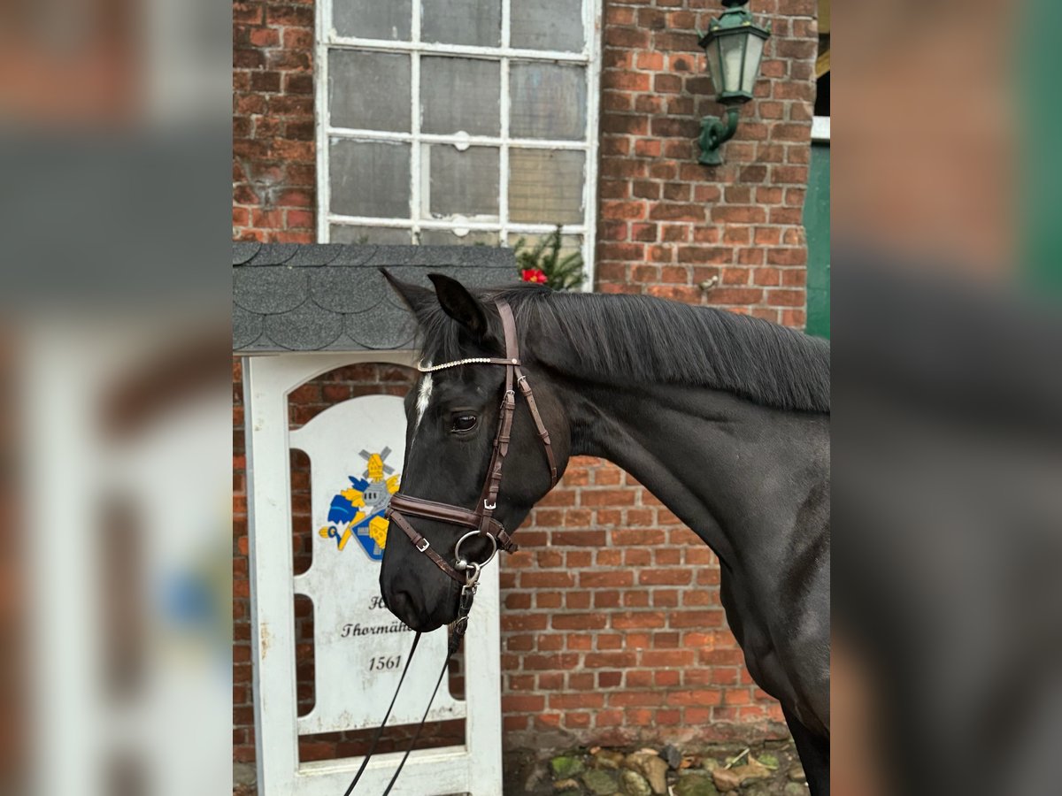 Hannoveraan Merrie 5 Jaar 164 cm Zwart in Verden (Aller)