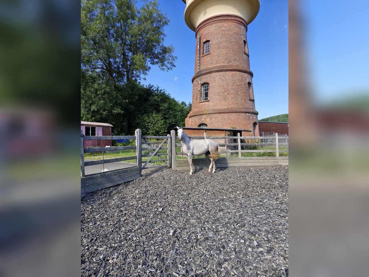 Hannoveraan Merrie 5 Jaar 165 cm Appelschimmel in Dhronecken
