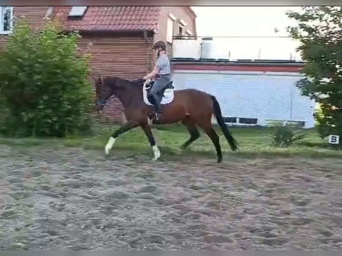 Hannoveraan Merrie 5 Jaar 165 cm Bruin in Bassum