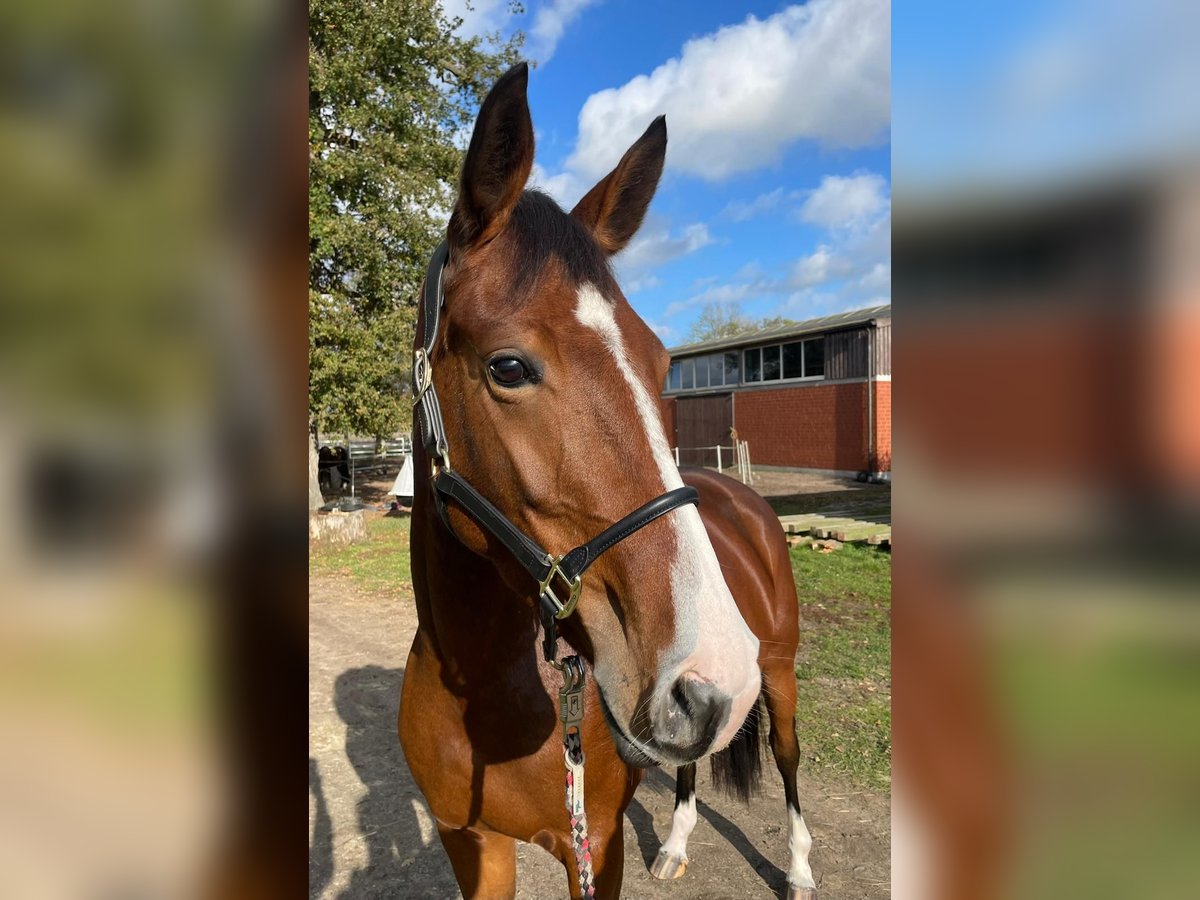 Hannoveraan Merrie 5 Jaar 165 cm Bruin in Gorleben Meetschow