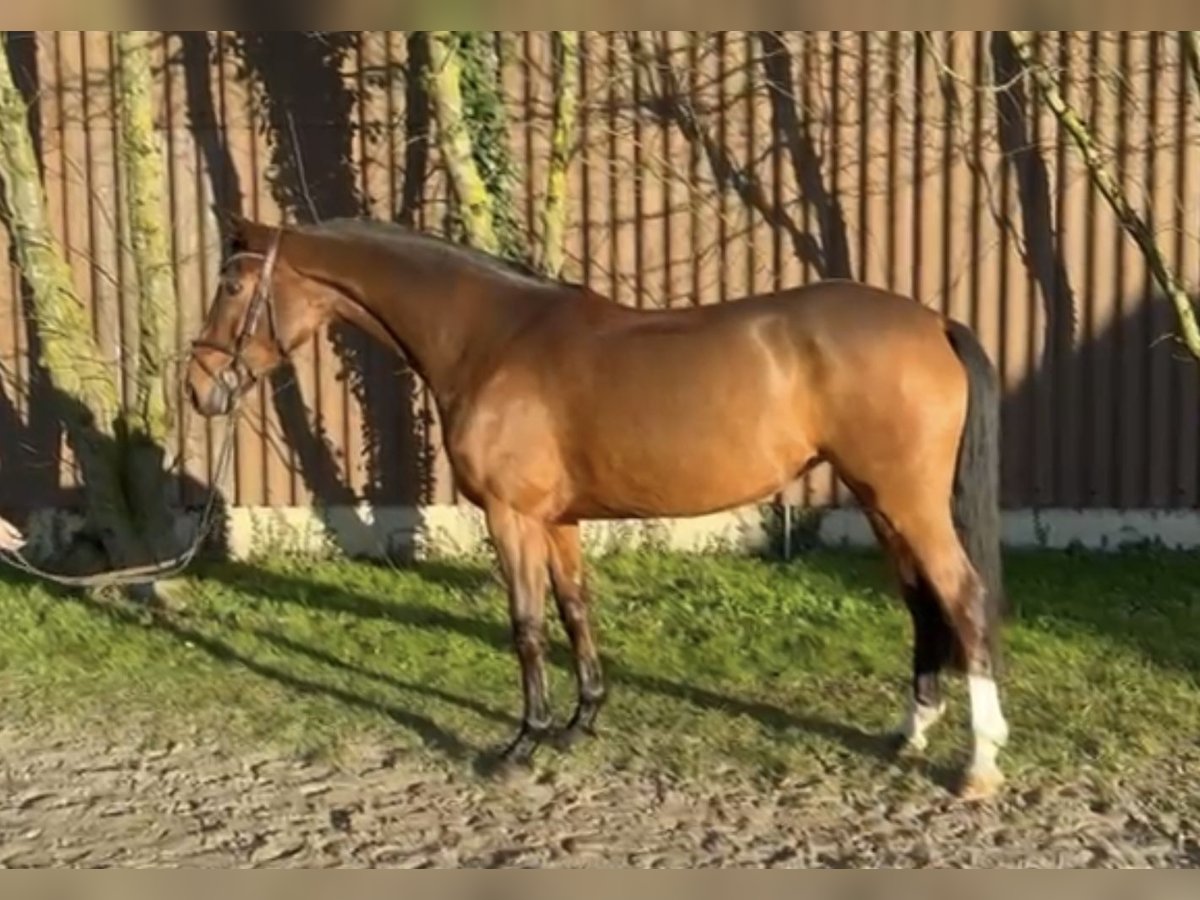 Hannoveraan Merrie 5 Jaar 165 cm Bruin in Hoya