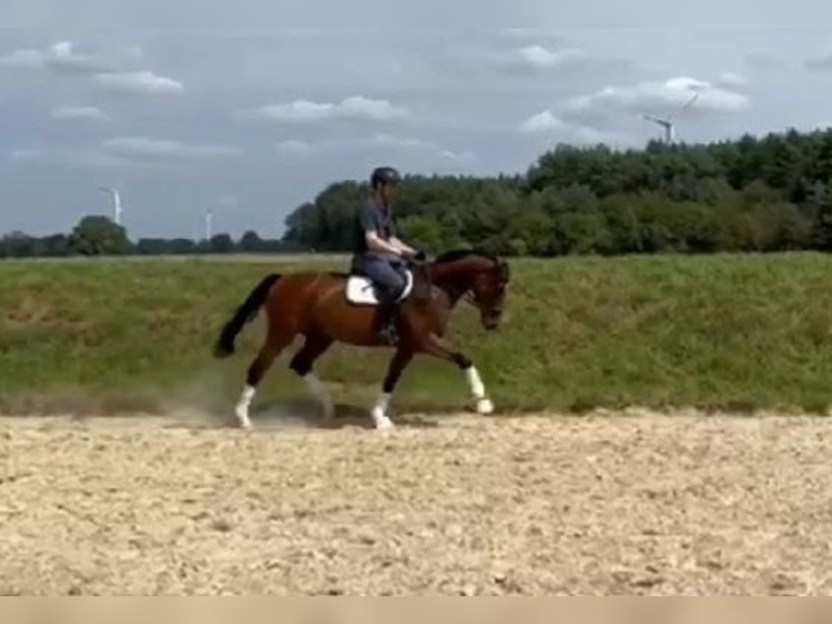 Hannoveraan Merrie 5 Jaar 165 cm Donkerbruin in Groß Ippener