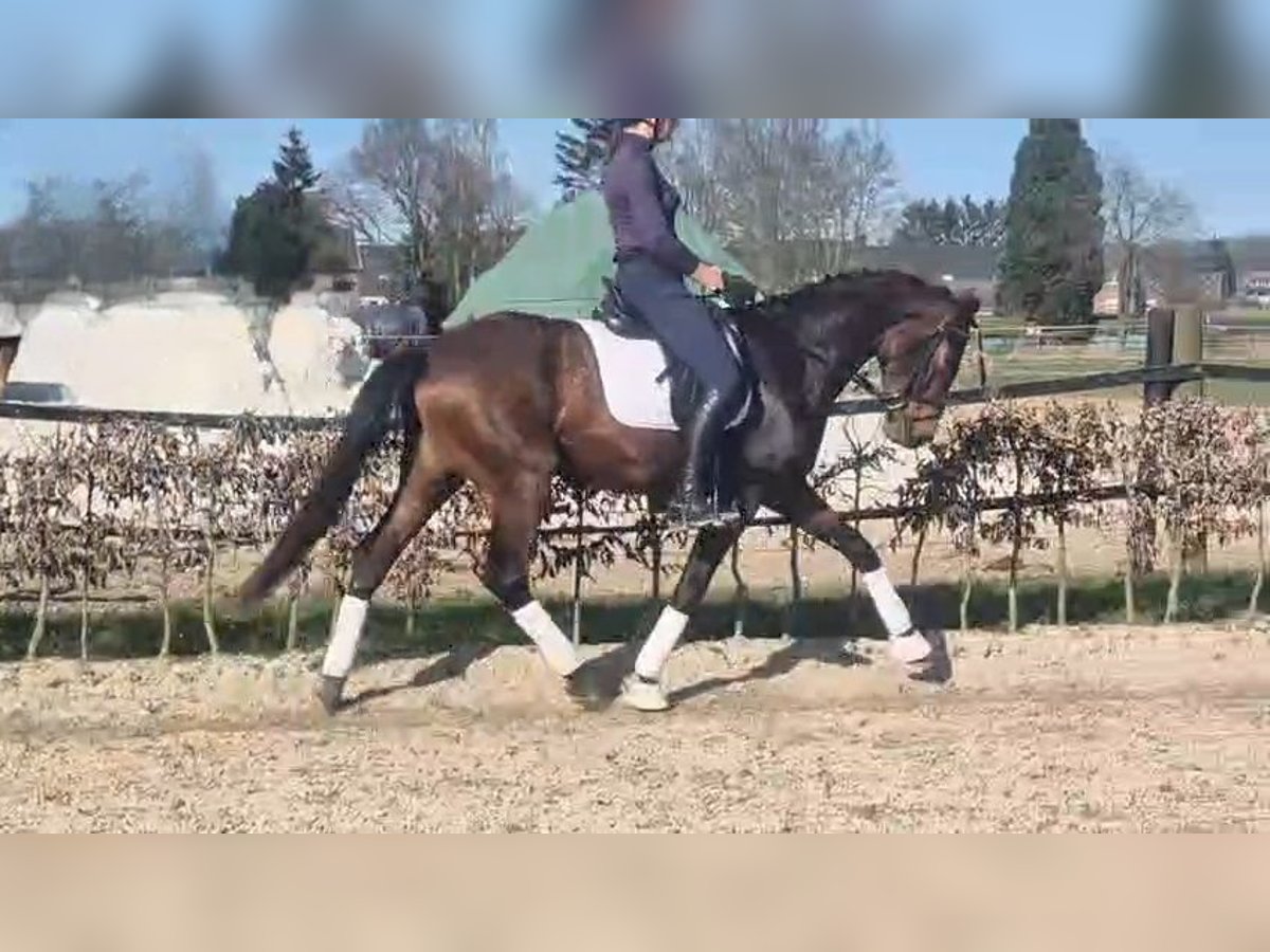 Hannoveraan Merrie 5 Jaar 165 cm in M&#xF6;nchengladbach