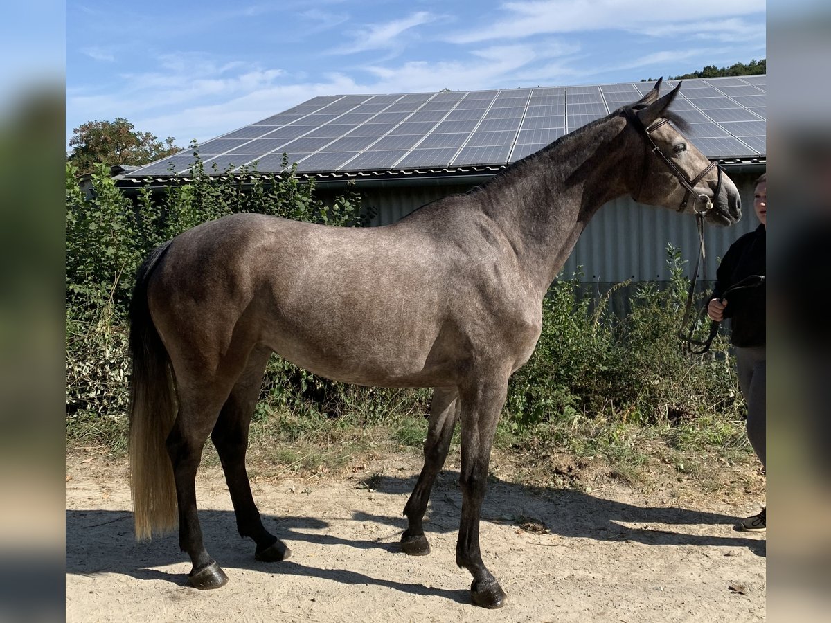 Hannoveraan Merrie 5 Jaar 165 cm Zwartschimmel in H&#xFC;nfelden-Kirberg