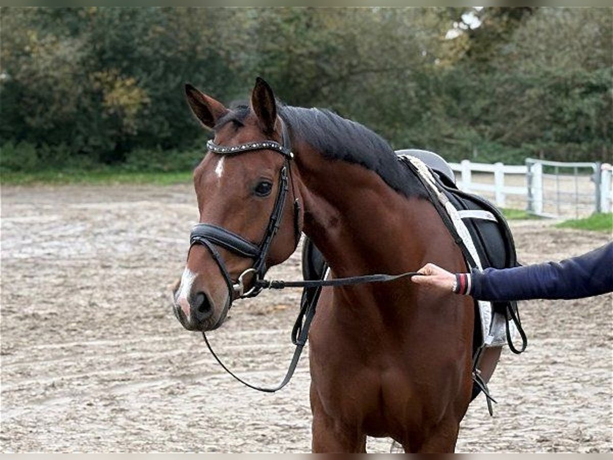 Hannoveraan Merrie 5 Jaar 166 cm Bruin in Verden (Aller)