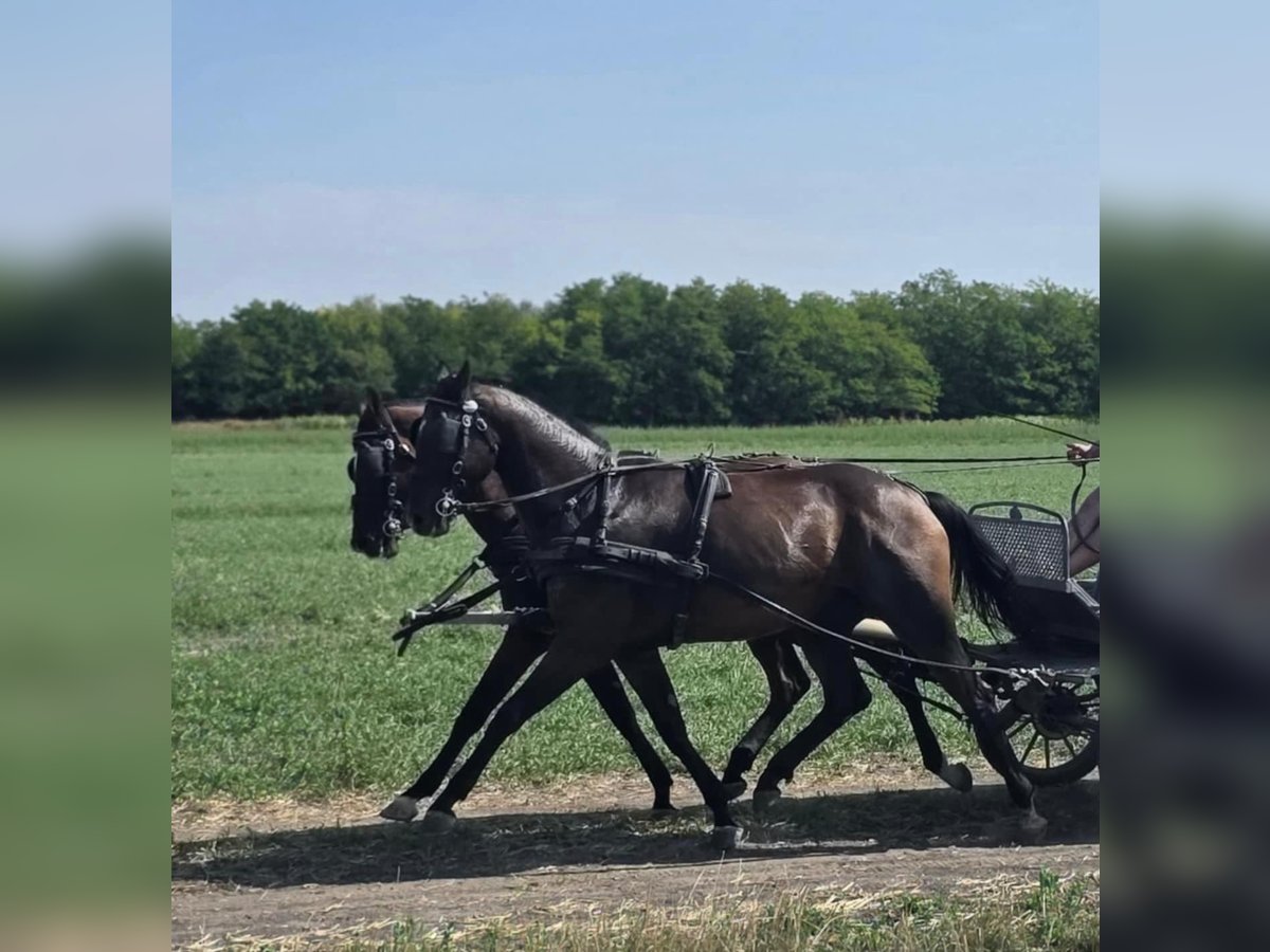 Hannoveraan Merrie 5 Jaar 166 cm Roodbruin in Tass