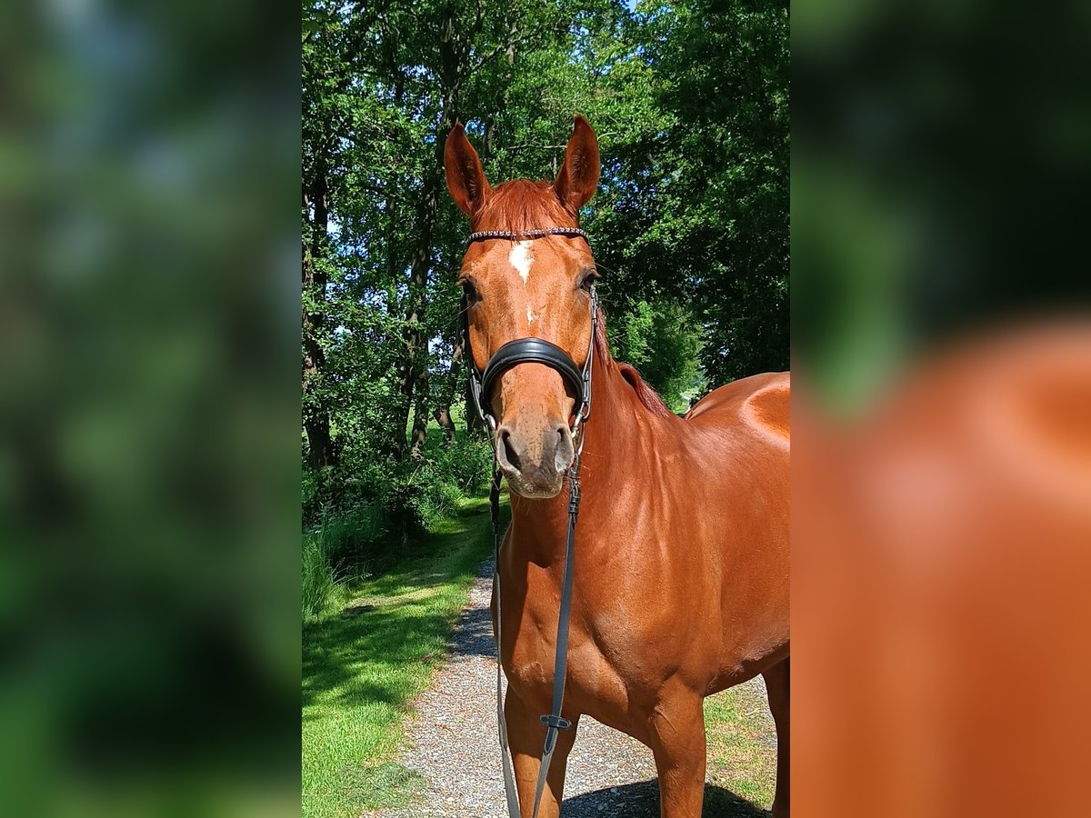 Hannoveraan Merrie 5 Jaar 166 cm Vos in Belum